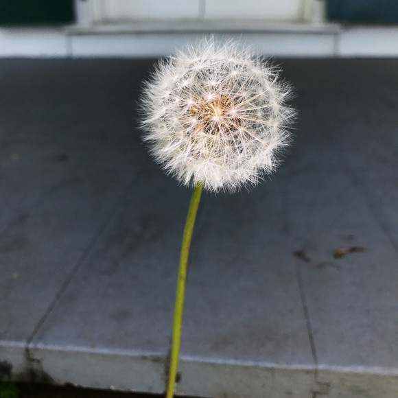 Meet your Posher, Little Green - Picture 1 of 1